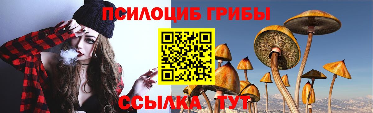 Малгобек  Галлюциногенные грибы Psilocybe  Вход с VPN 